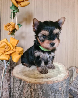 Photo №1. yorkshire terrier - à vendre en ville de Zrenjanin | négocié | Annonce №78913