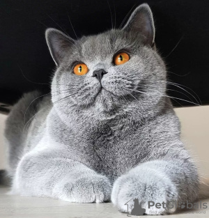 Photo №2 de l'annonce № 76140 de la vente scottish straight - acheter à République Tchèque éleveur