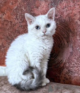 Photo №1. selkirk rex à poil ras - à vendre en ville de Pinneberg | 350€ | Annonce № 173535
