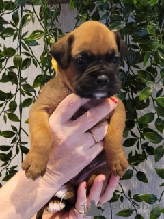 Photo №1. boxer - à vendre en ville de Omaha | 1420€ | Annonce №92663