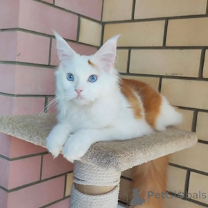 Photo №2 de l'annonce № 169099 de la vente maine coon - acheter à La finlande annonce privée