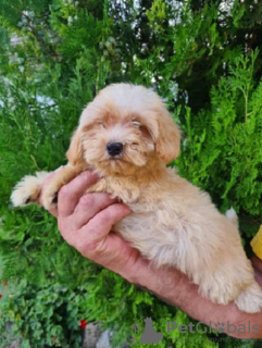 Photo №3. Chiots Maltipoo. Serbie