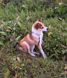 Photo №2 de l'annonce № 159190 de la vente buhund norvégien - acheter à Norvège annonce privée