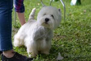 Photo №4. Je vais vendre west highland white terrier en ville de Daszewice. éleveur - prix - 1200€