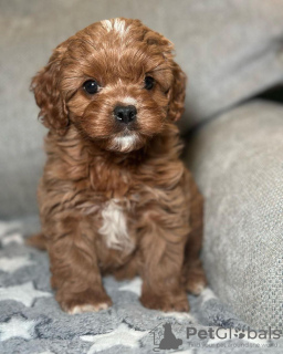 Photo №1. cavalier king charles spaniel - à vendre en ville de Cologne | négocié | Annonce №127630