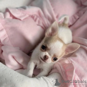 Photo №1. chihuahua - à vendre en ville de Colnrade | négocié | Annonce №127623