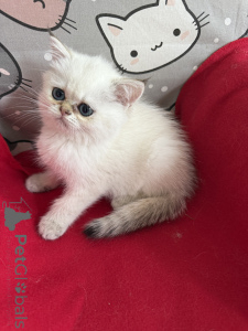 Photo №2 de l'annonce № 146288 de la vente exotic shorthair - acheter à Pologne 