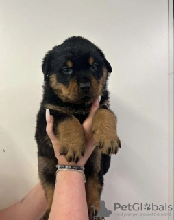 Photo №1. rottweiler - à vendre en ville de Santa Monica | 663€ | Annonce №118935