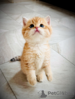 Photo №3. Longhaire britannique. France