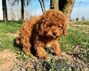 Photo №1. caniche (jouet) - à vendre en ville de Noirs | négocié | Annonce №176499