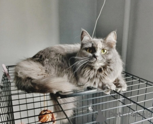 Photo №1.  - à vendre en ville de Samara | Gratuit | Annonce № 153453