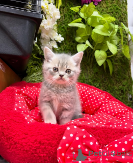 Photo №1. british shorthair - à vendre en ville de Заксен-Ансбах | négocié | Annonce № 144233