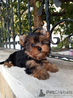 Photo №1. biewer yorkshire terrier - à vendre en ville de Балыкесир | 379€ | Annonce №81059