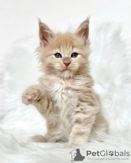 Photo №2 de l'annonce № 103251 de la vente maine coon - acheter à USA éleveur