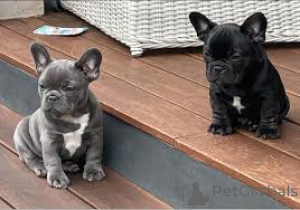 Photo №3. Französische Bulldogge Welpen zu verkaufen. L'Autriche