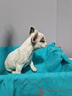 Photos supplémentaires: Chiots bouledogue français à vendre