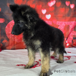Photo №2 de l'annonce № 164585 de la vente berger allemand - acheter à Allemagne annonce privée