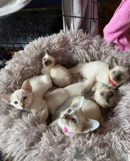 Photo №1. siamois - à vendre en ville de Castrop-rauxel | 350€ | Annonce № 149736