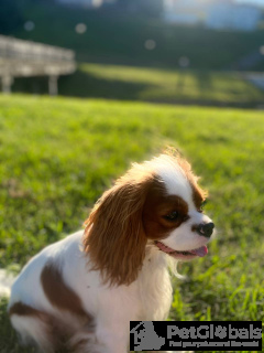 Photo №2. Service d'accouplement cavalier king charles spaniel. Prix - négocié