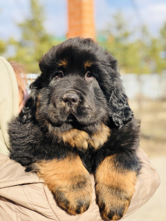 Photo №2 de l'annonce № 6186 de la vente chien bâtard, dogue du tibet - acheter à Fédération de Russie éleveur