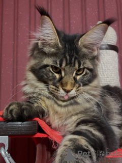Photo №3. Maine coon. La Grande-Bretagne