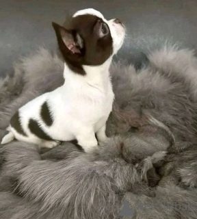 Photo №2. Produits pour animaux en USA. Prix - 372€. Annonce № 141883