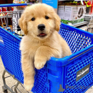 Photo №2 de l'annonce № 159431 de la vente golden retriever - acheter à Belgique annonce privée