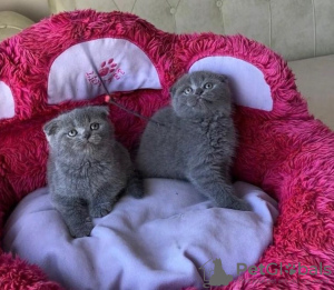 Photo №1. scottish fold - à vendre en ville de Штутгарт | Gratuit | Annonce № 128810