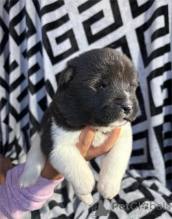 Photo №1. akita (chien) - à vendre en ville de Bésée | 350€ | Annonce №153882