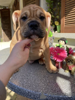 Photo №2 de l'annonce № 167374 de la vente bouledogue américain - acheter à La finlande annonce privée