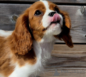 Photo №2 de l'annonce № 102615 de la vente cavalier king charles spaniel - acheter à Norvège annonce privée, éleveur