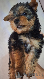 Photo №4. Je vais vendre biewer yorkshire terrier, yorkshire terrier en ville de Vilnius. annonce privée, de la fourrière, éleveur - prix - 600€