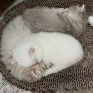 Photo №2 de l'annonce № 167256 de la vente british shorthair - acheter à Allemagne annonce privée