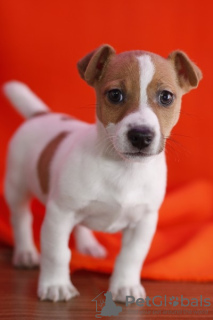 Photo №1. jack russell terrier - à vendre en ville de Leicester | négocié | Annonce №123499