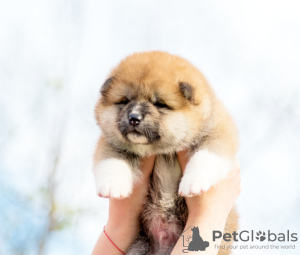 Photo №1. akita (chien) - à vendre en ville de Minsk | négocié | Annonce №19600