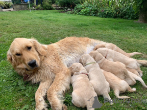 Photo №1. golden retriever - à vendre en ville de Berlin | Gratuit | Annonce №115952