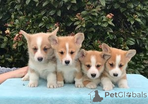 Photo №1. welsh corgi - à vendre en ville de Bangi | 531€ | Annonce №145651