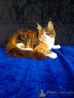 Photos supplémentaires: Chatons Maine Coon