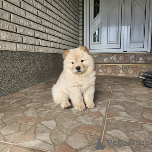 Photos supplémentaires: Chow-chow mâle