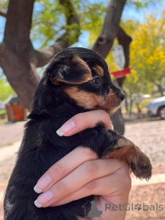 Photo №2 de l'annonce № 172869 de la vente yorkshire terrier - acheter à Nouvelle zélande annonce privée