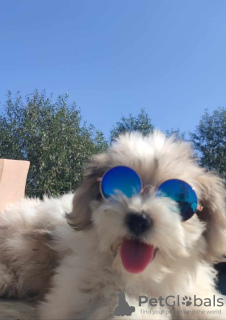 Photo №2 de l'annonce № 70331 de la vente bichon havanais - acheter à Serbie éleveur