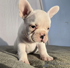 Photo №2 de l'annonce № 172354 de la vente bouledogue - acheter à France annonce privée