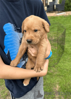 Photo №2 de l'annonce № 153470 de la vente labradoodle - acheter à Allemagne 