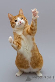 Photo №3. Cat Garik recherche un bon cœur.. Fédération de Russie