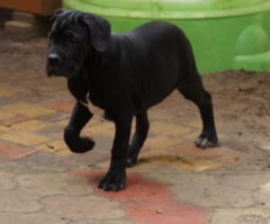 Photos supplémentaires: Chiots Cane Corso à vendre