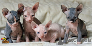 Photo №1. sphynx - à vendre en ville de Антверпен | 250€ | Annonce № 115083