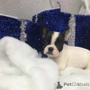 Photo №2 de l'annonce № 149978 de la vente yorkshire terrier - acheter à USA annonce privée, de la fourrière, de l'abri, éleveur