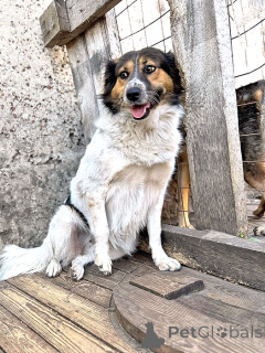 Photo №1. chien bâtard - à vendre en ville de Lipetsk | Gratuit | Annonce №154360