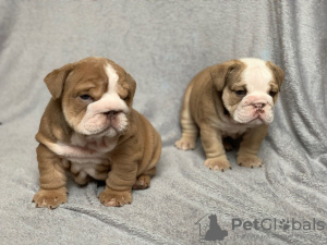 Photo №3. Chiots bulldog anglais testés disponibles à la vente maintenant. Espagne