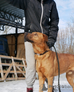 Photo №3. Dog sitter et aide à la recherche d'un foyer. Fédération de Russie